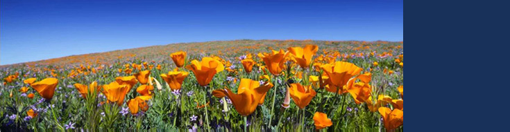 Field of bright orange poppies and wildflowers under a clear blue sky.